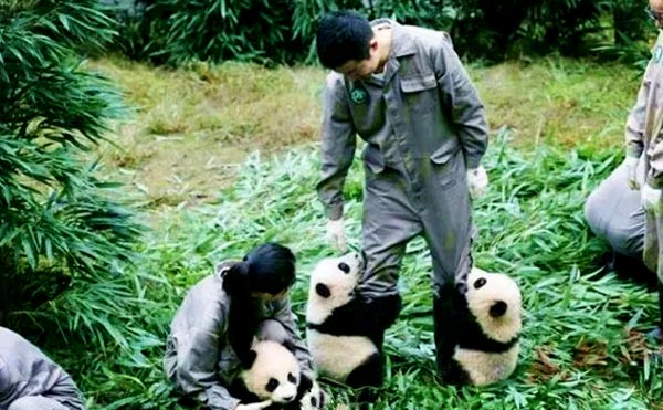 来成都一起做保护大熊猫的志愿者-亲子夏令营！